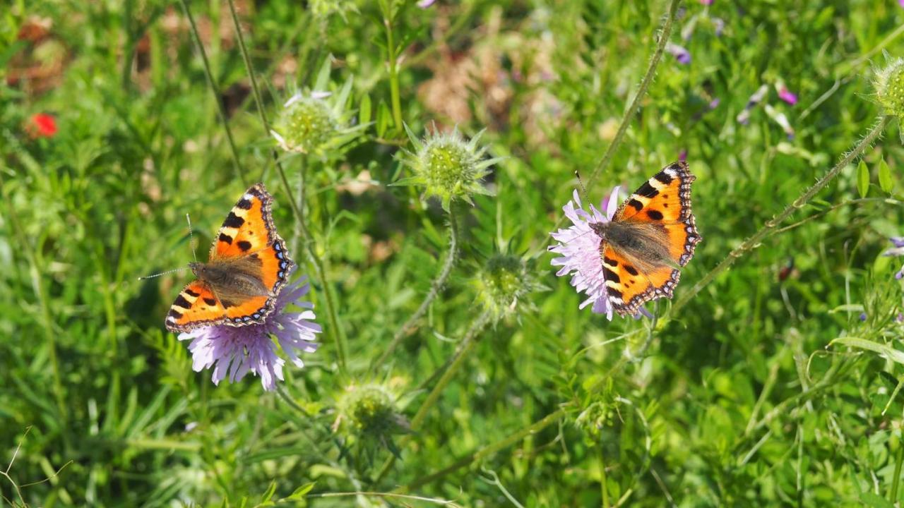 Urlaub Im Naturgarten Apartment Bergneustadt